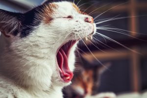Yawning cat